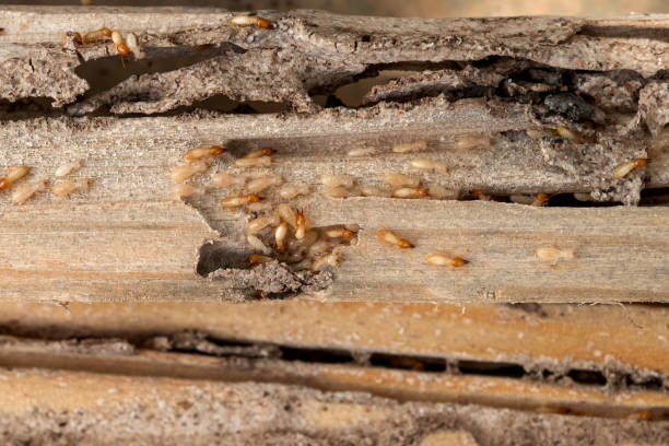 Best Best Pest Control Companies  in Laughlin Af, TX
